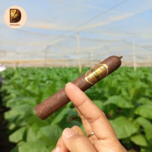 BOSLUCKS ESCURO 44 MADURO