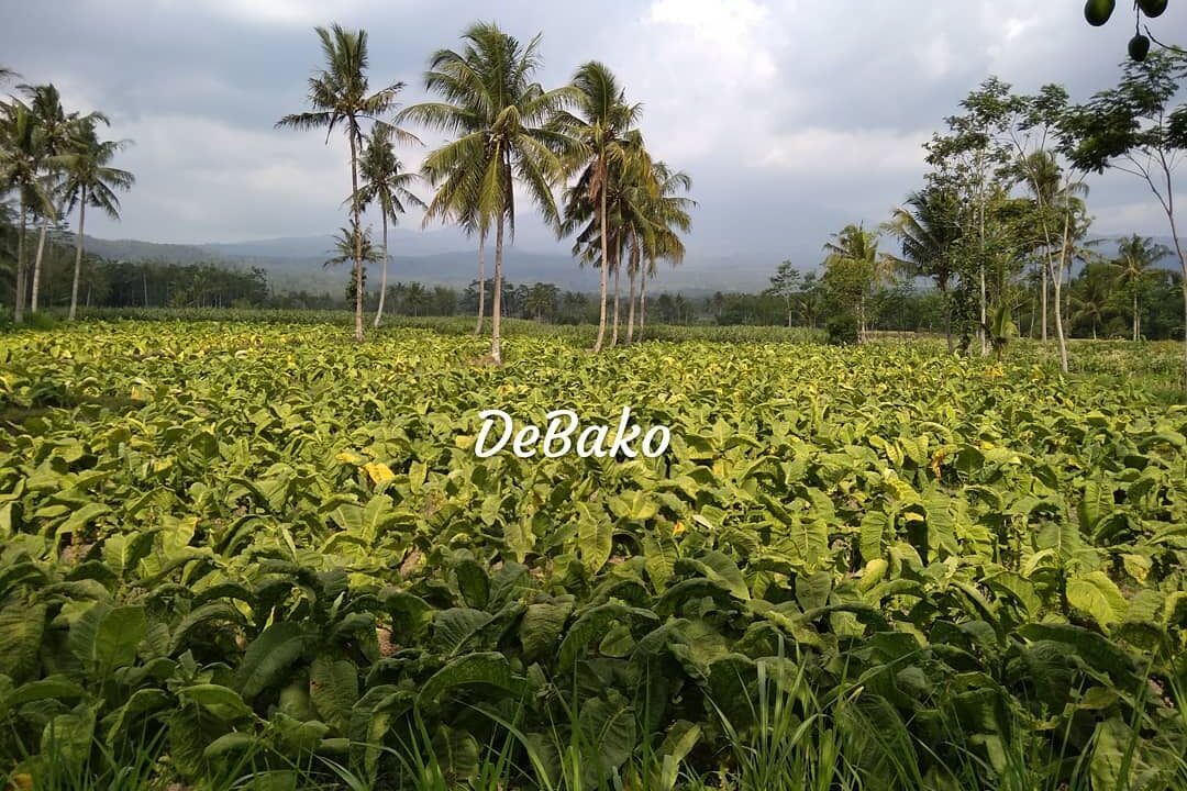 Musim Tembakau Telah Tiba E1779286616894
