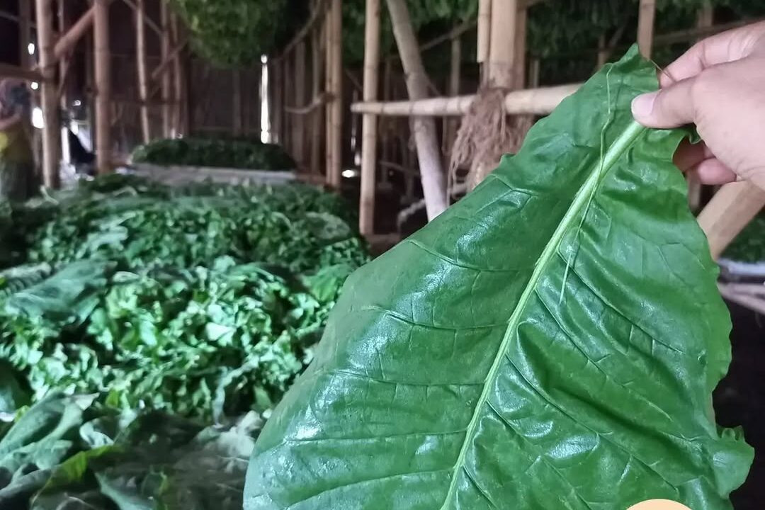 Menelusuri Gudang Pengeringan Tembakau Ajung 1