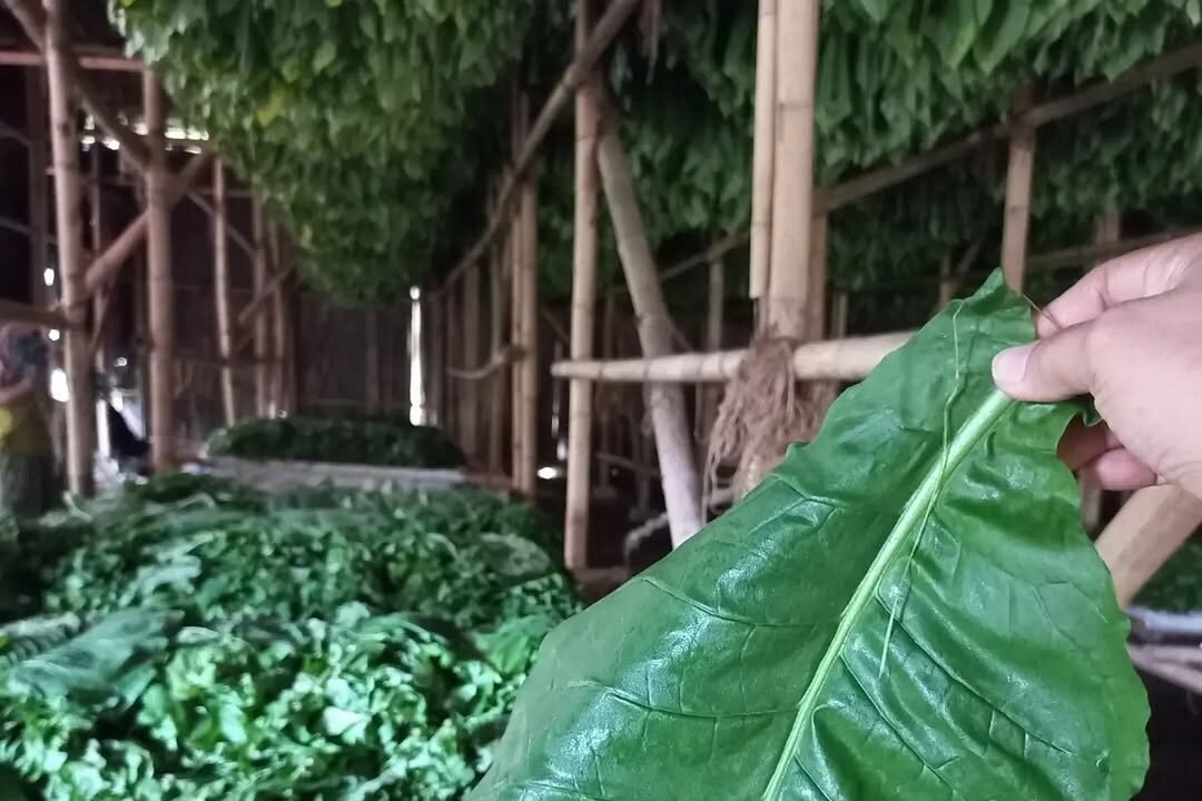 Menelusuri Gudang Pengeringan Tembakau Ajung 1