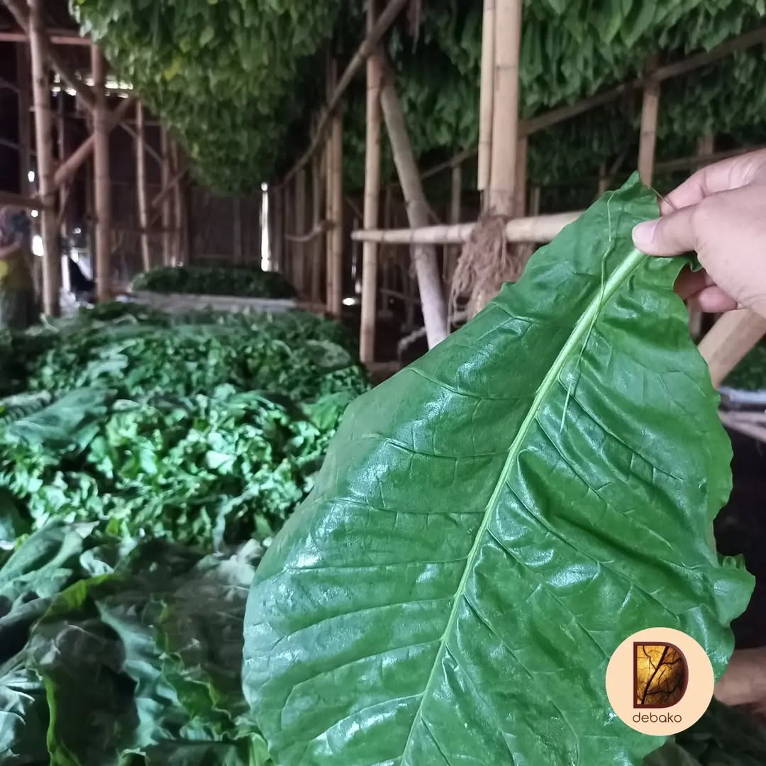 Menelusuri Gudang Pengeringan Tembakau Ajung 1