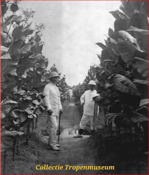 Kebun tembakau masa Hindia Timur - collectie tropenmuseum