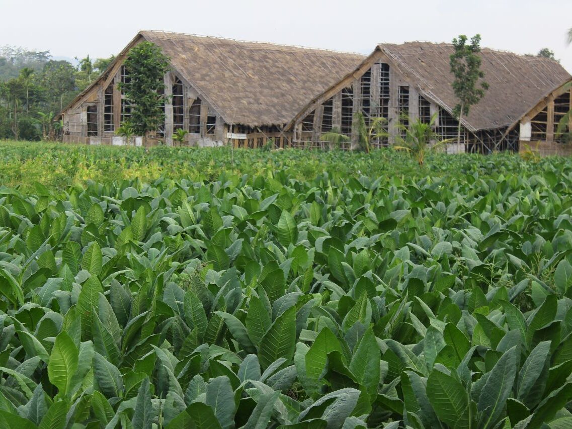 Kebun Tembakau Featured