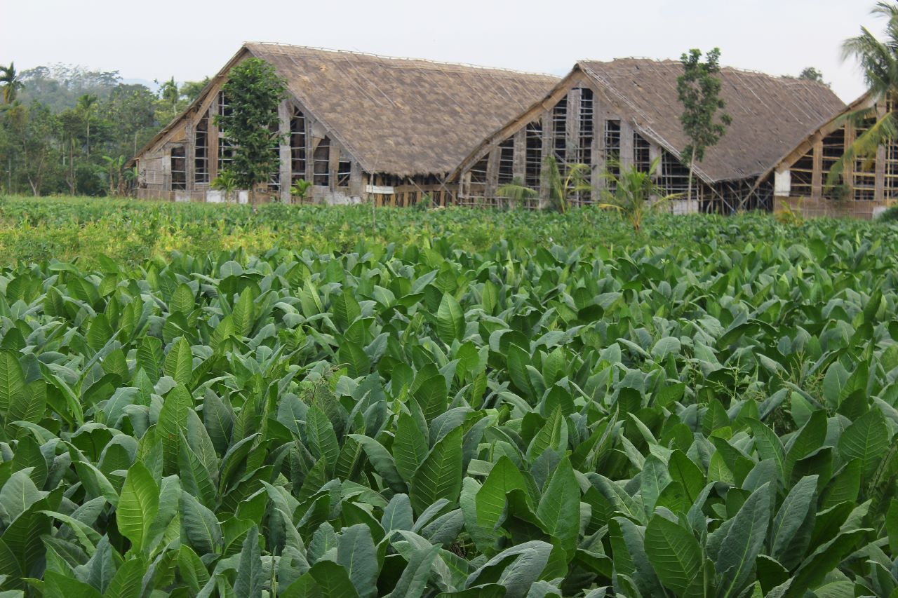 Kebun Tembakau Featured