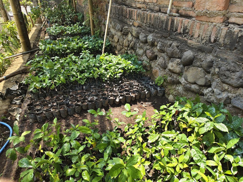 Coffee Experience Sumberwringin 10