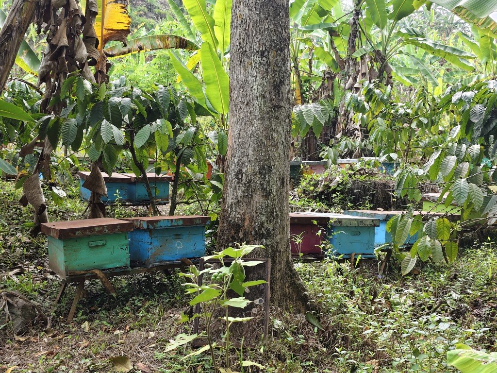 Kampung Durian Walks 12